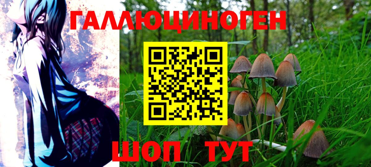 Псилоцибиновые грибы GOLDEN TEACHER Луга